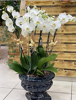 Alt dall orkide seramik