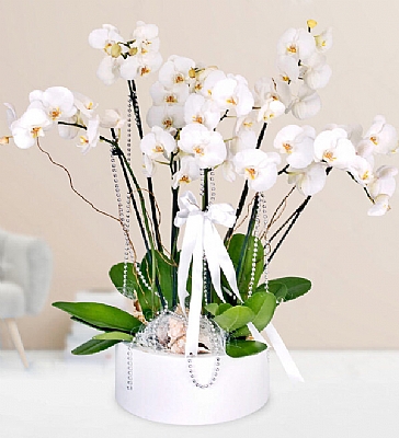  6 Beyaz Orkide (Metal Saksda) Metal saks ierisinde 60 cm yksekliinde 6 l beyaz orkide ile dekor edilerek hazrlanmtr. Gnderim Yer